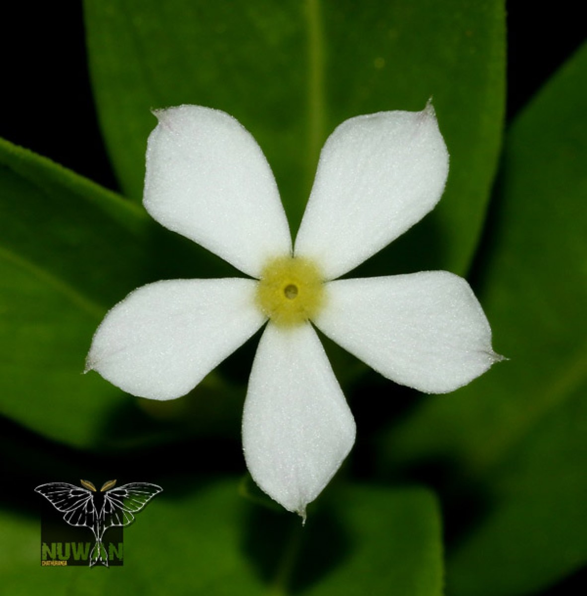 Catharanthus pusillus (Murray) G.Don